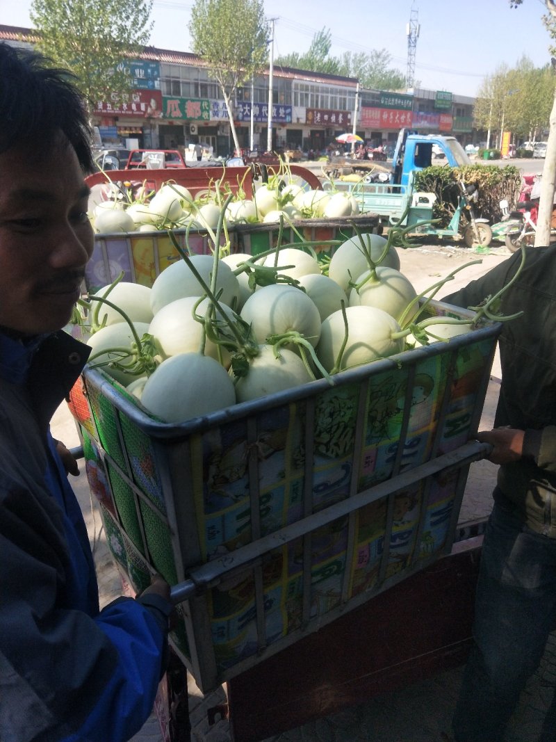 玉菇甜瓜/清爽可口/色泽好个头匀/电商一件代发/超市专供