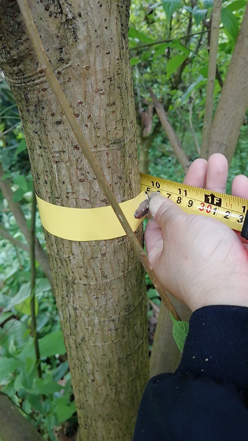大量出售枇杷树、桂花苗木