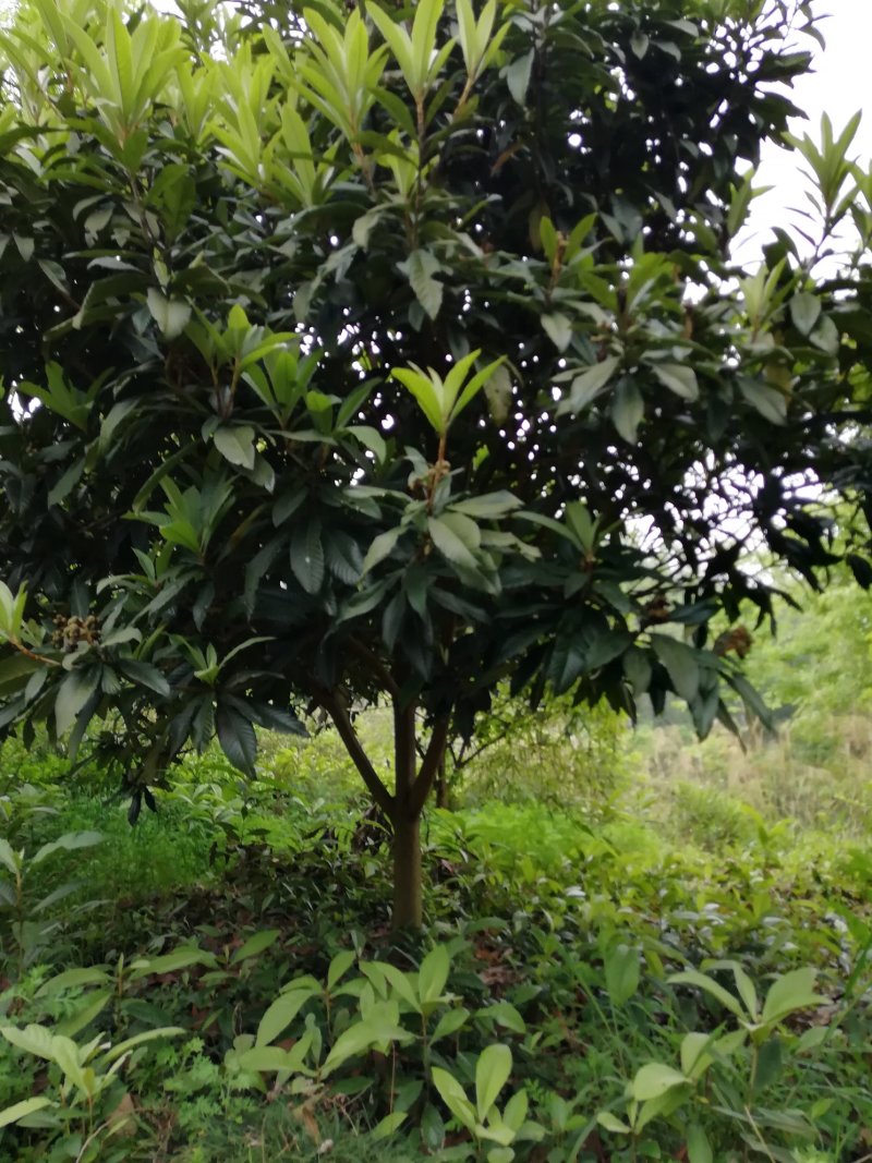 大量出售枇杷树、桂花苗木