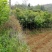 大量出售枇杷树、桂花苗木