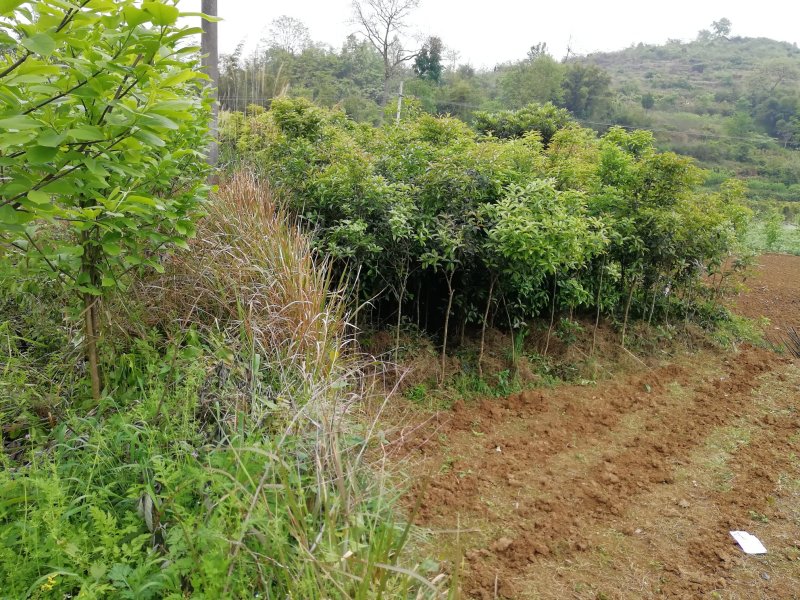 大量出售枇杷树、桂花苗木