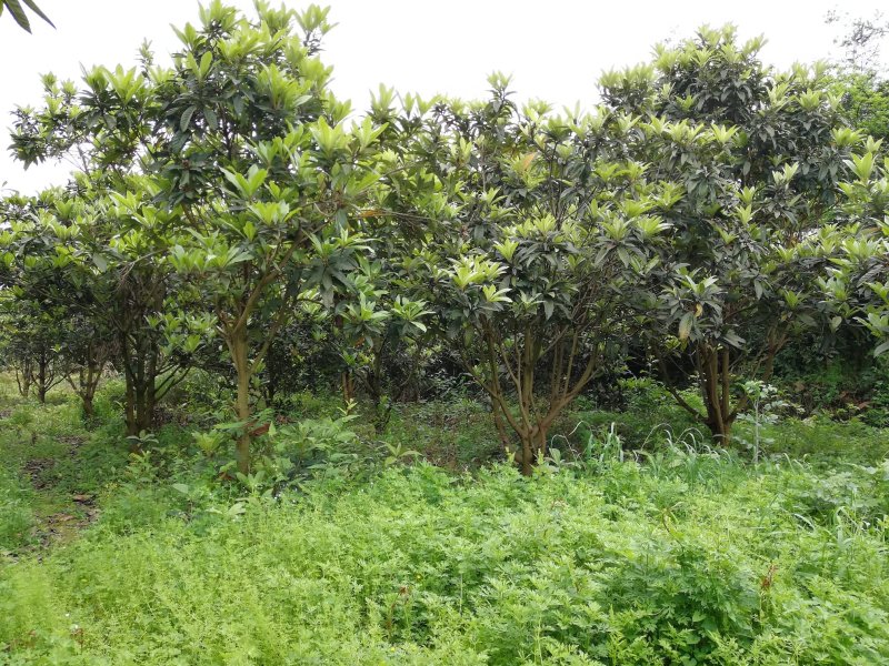 大量出售枇杷树、桂花苗木