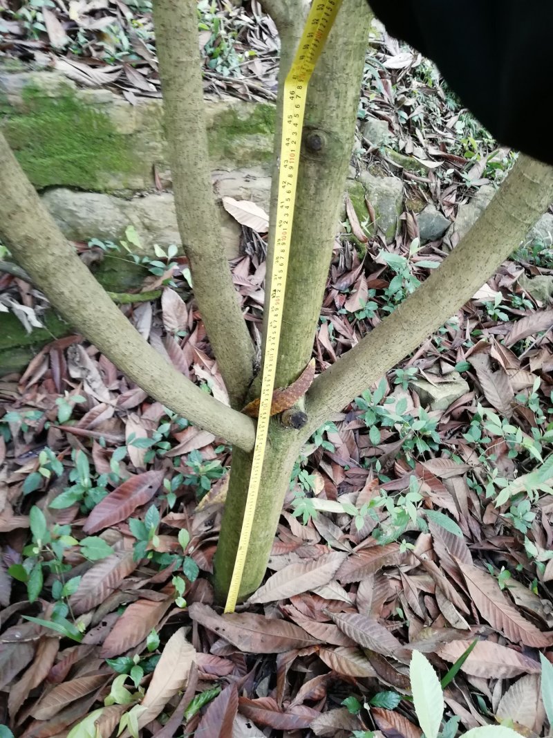 大量出售枇杷树、桂花苗木