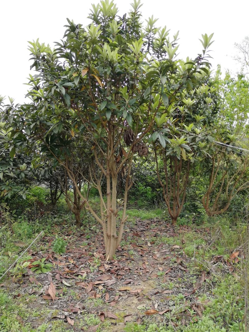 大量出售枇杷树、桂花苗木