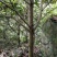 大量出售枇杷树、桂花苗木