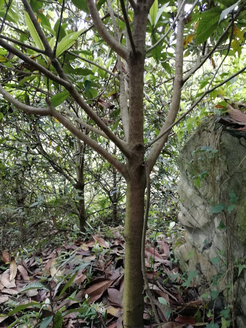 大量出售枇杷树、桂花苗木