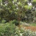大量出售枇杷树、桂花苗木