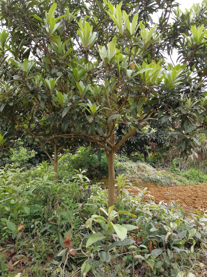 大量出售枇杷树、桂花苗木