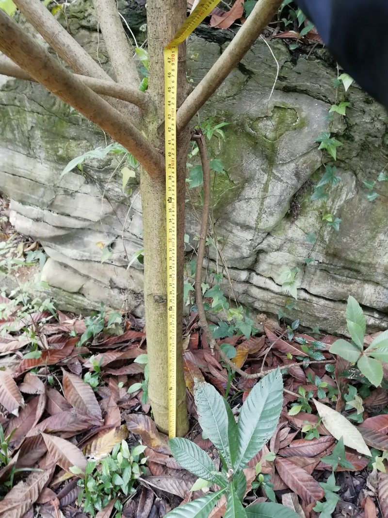 大量出售枇杷树、桂花苗木
