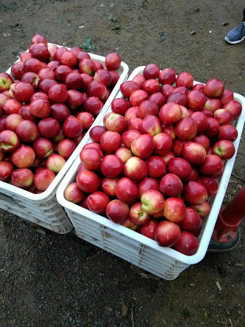 油桃大量上市，货源充足口感脆甜，全国发质量保证。