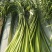 金乡红帽蒜苔大量上市出库一手货源批发品质保证价格美丽