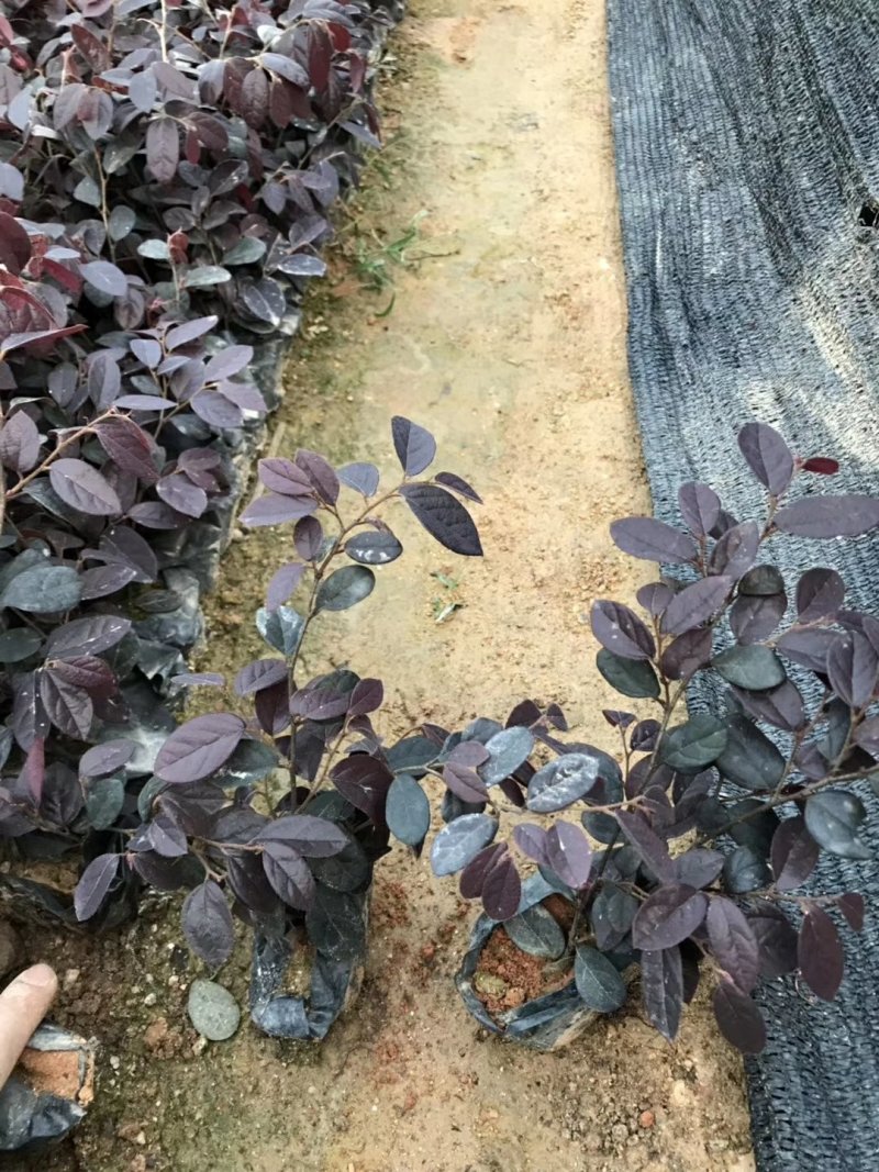 红花继木5斤袋高度20