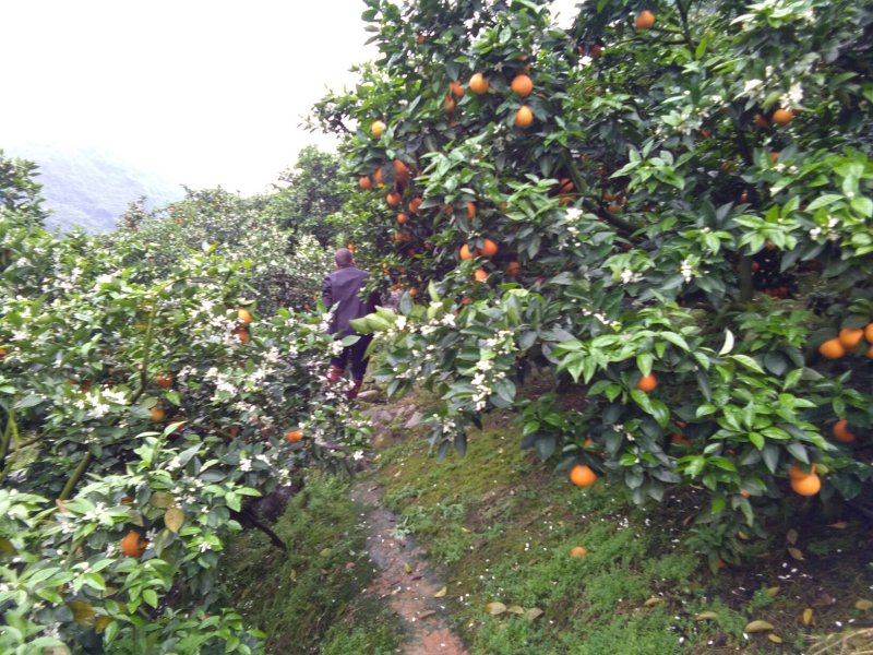 夏橙，65――到90果皮细个头大