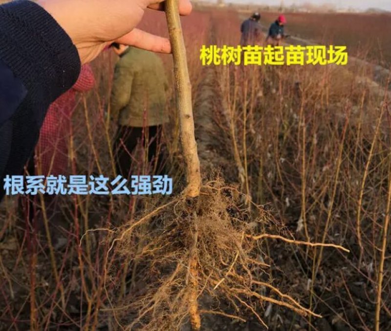 中华寿桃嫁结苗假一赔十包品种包成活
