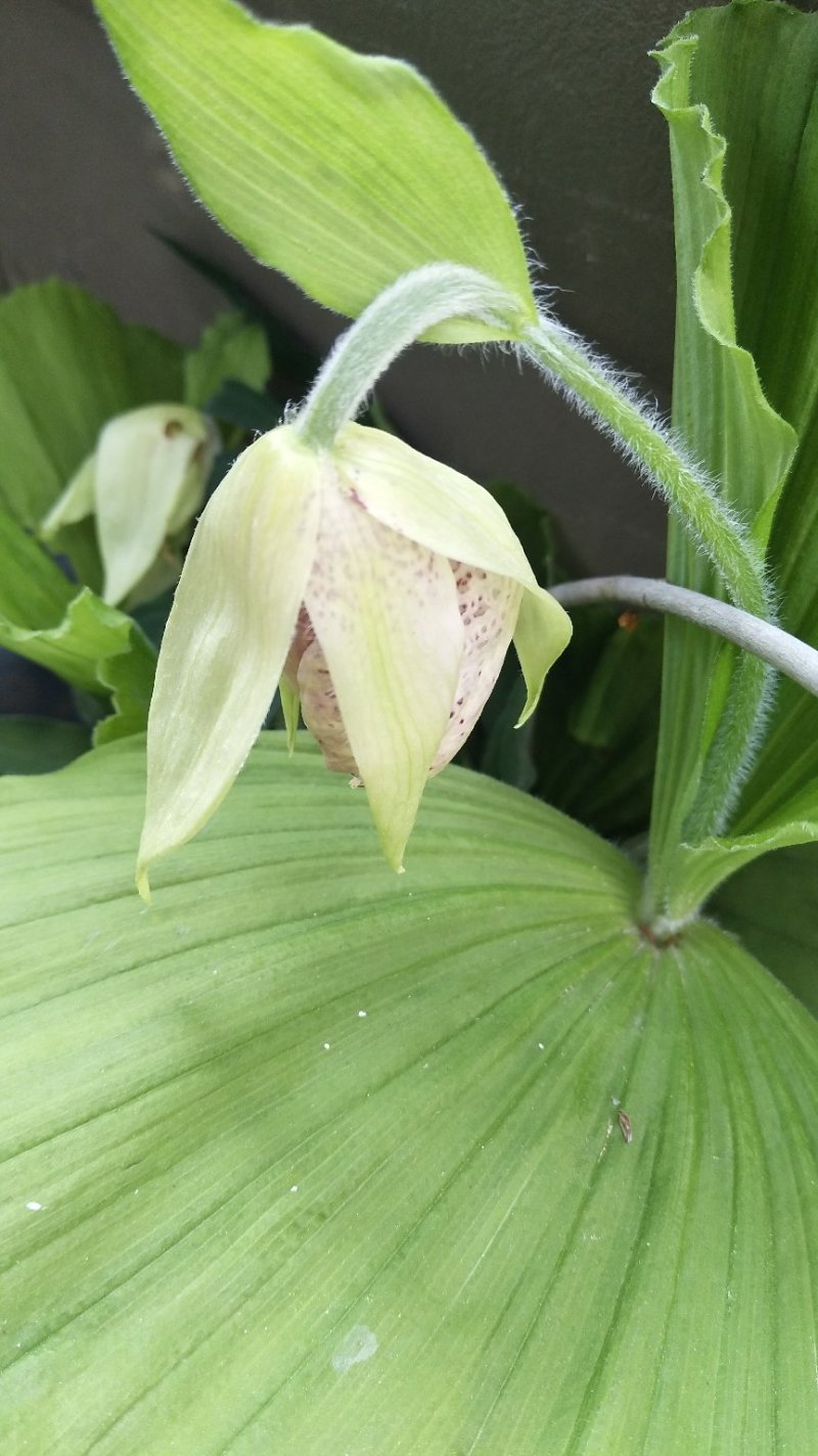 兰花