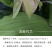 兰花