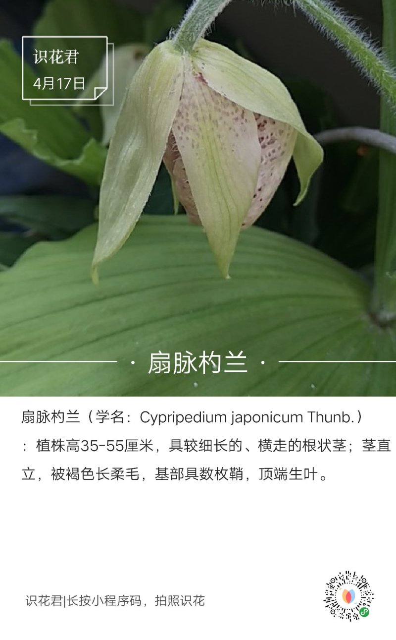 兰花
