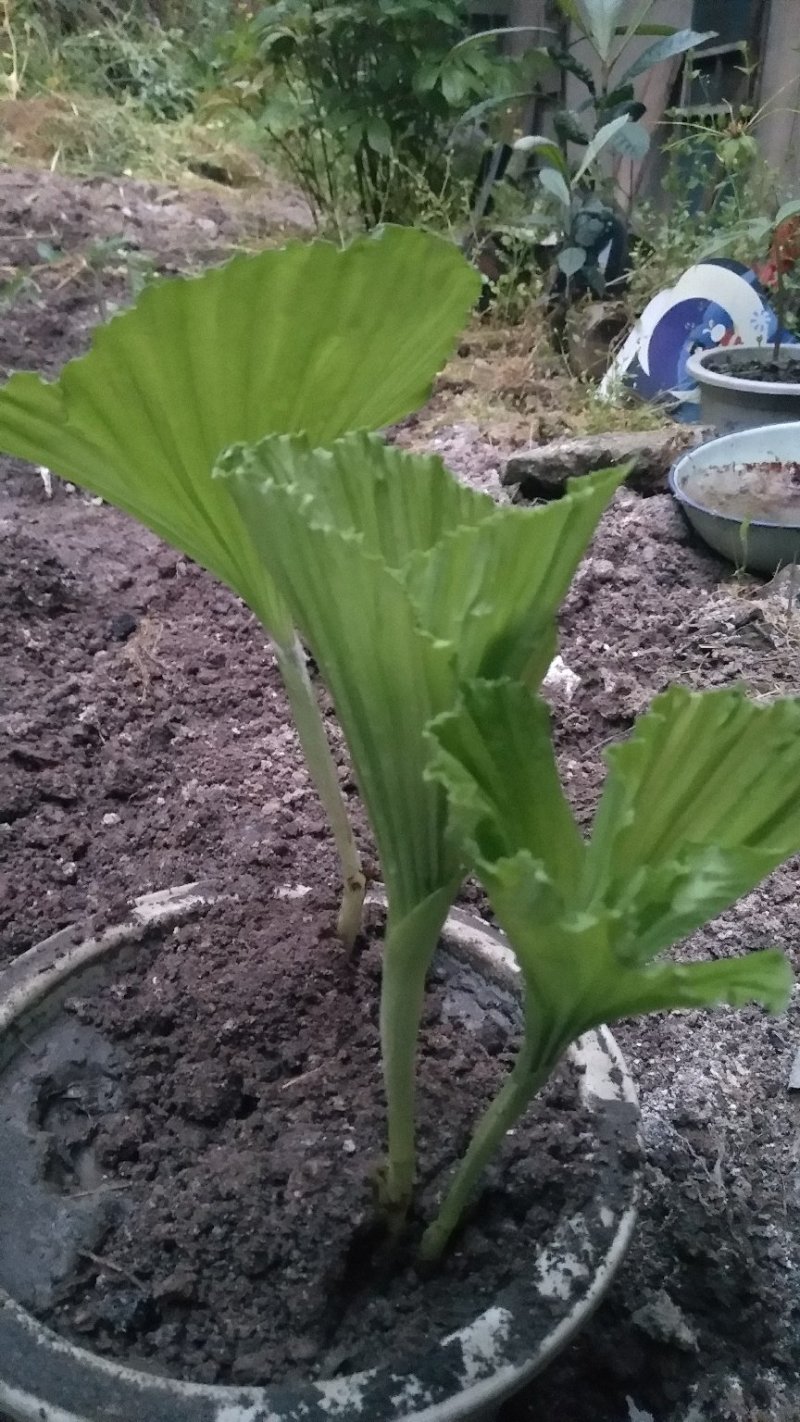 兰花