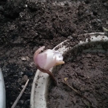 兰花