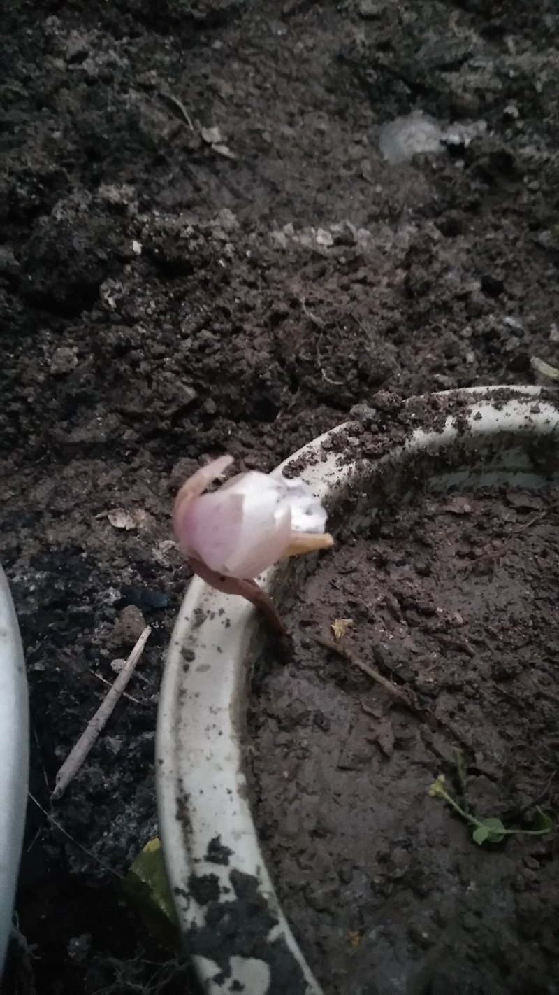 兰花