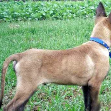 马犬，马犬幼崽