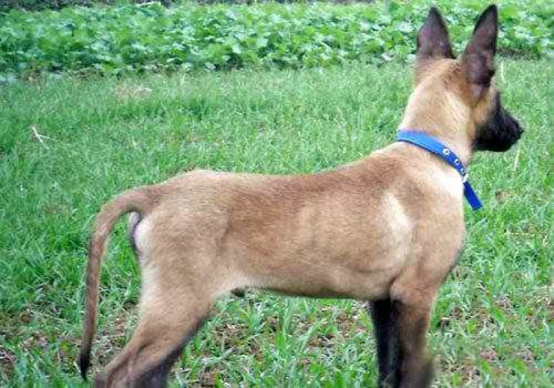 马犬，马犬幼崽