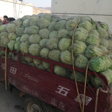 精品绿甘蓝