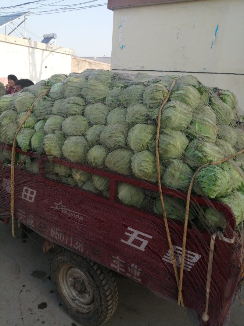 精品绿甘蓝