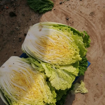 黄心大白菜