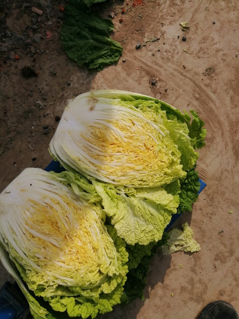黄心大白菜