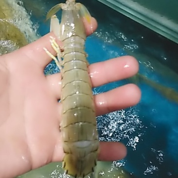 皮皮虾