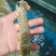 皮皮虾