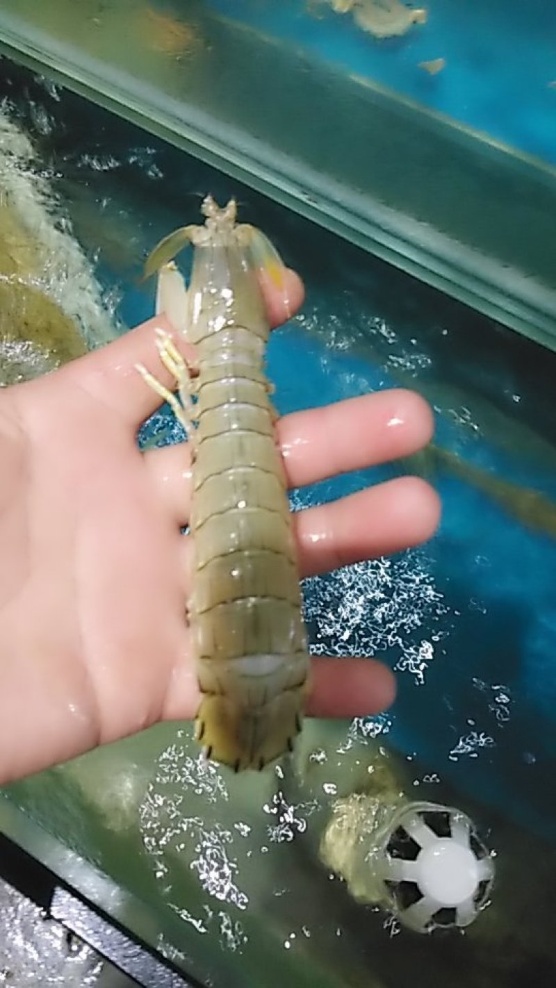 皮皮虾