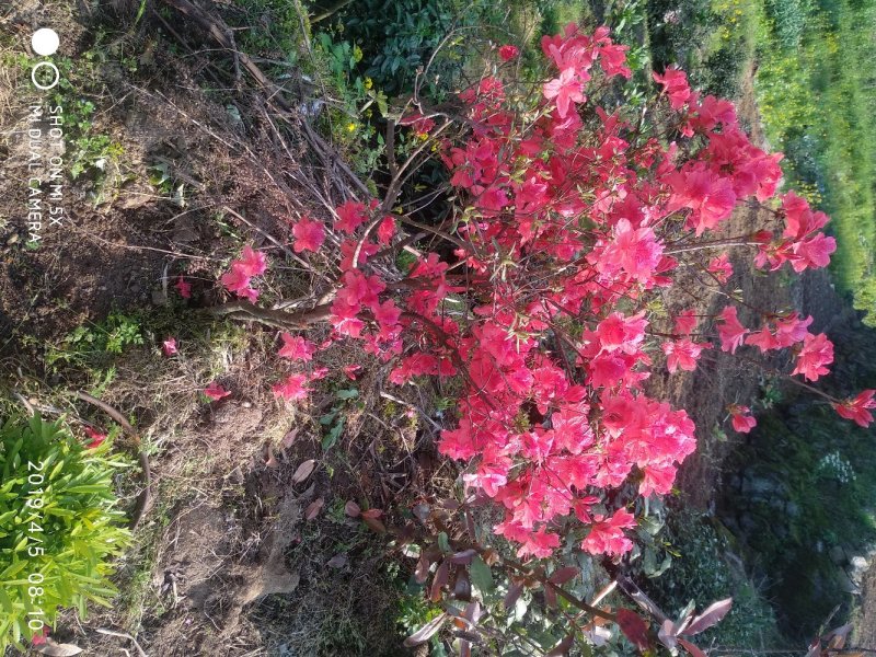 映山红大桩大量供应中