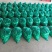 红叶香莴苣质量好价格低量大从优欢迎咨询