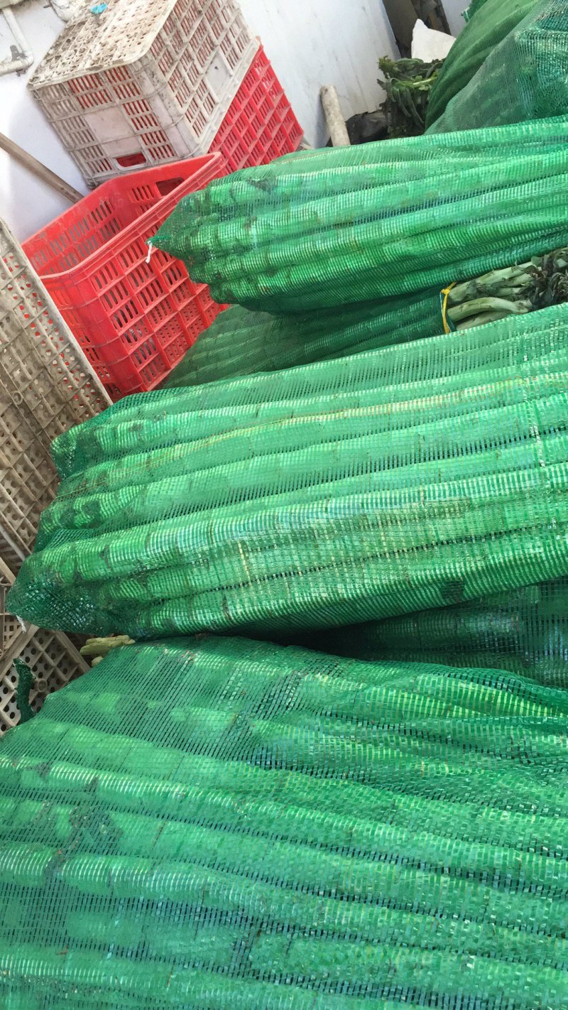 红叶香莴苣质量好价格低量大从优欢迎咨询