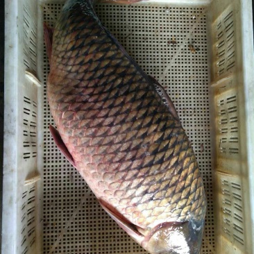 纯野生江鲤鱼，江刀鱼！