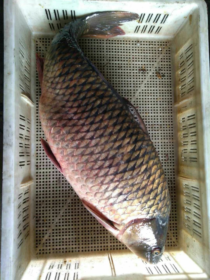 纯野生江鲤鱼，江刀鱼！