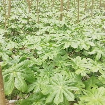 八角莲