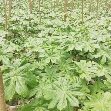 八角莲