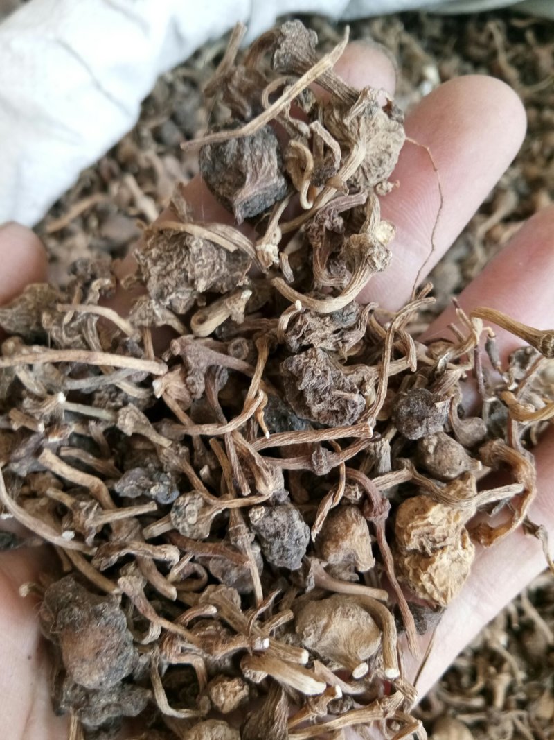 珠子参西藏特产野生无硫熏干净无杂批发零售