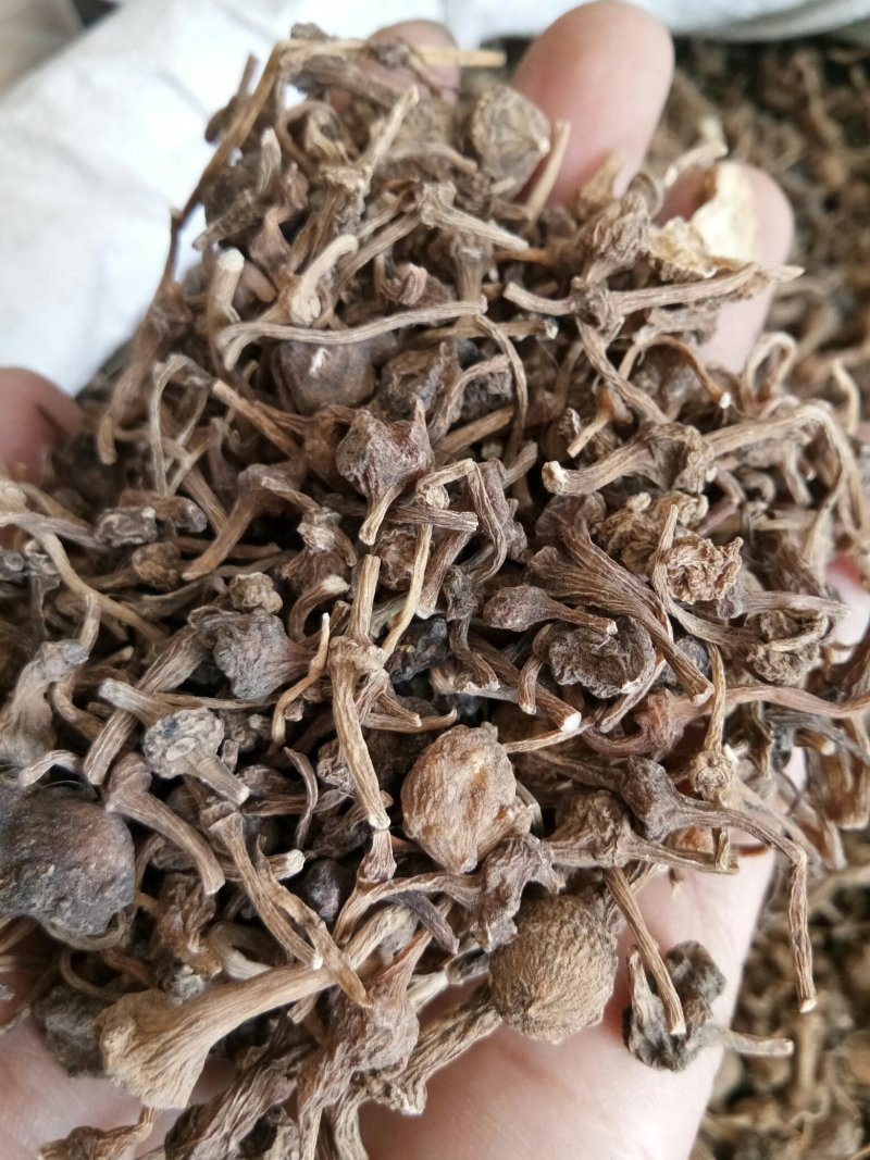 珠子参西藏特产野生无硫熏干净无杂批发零售