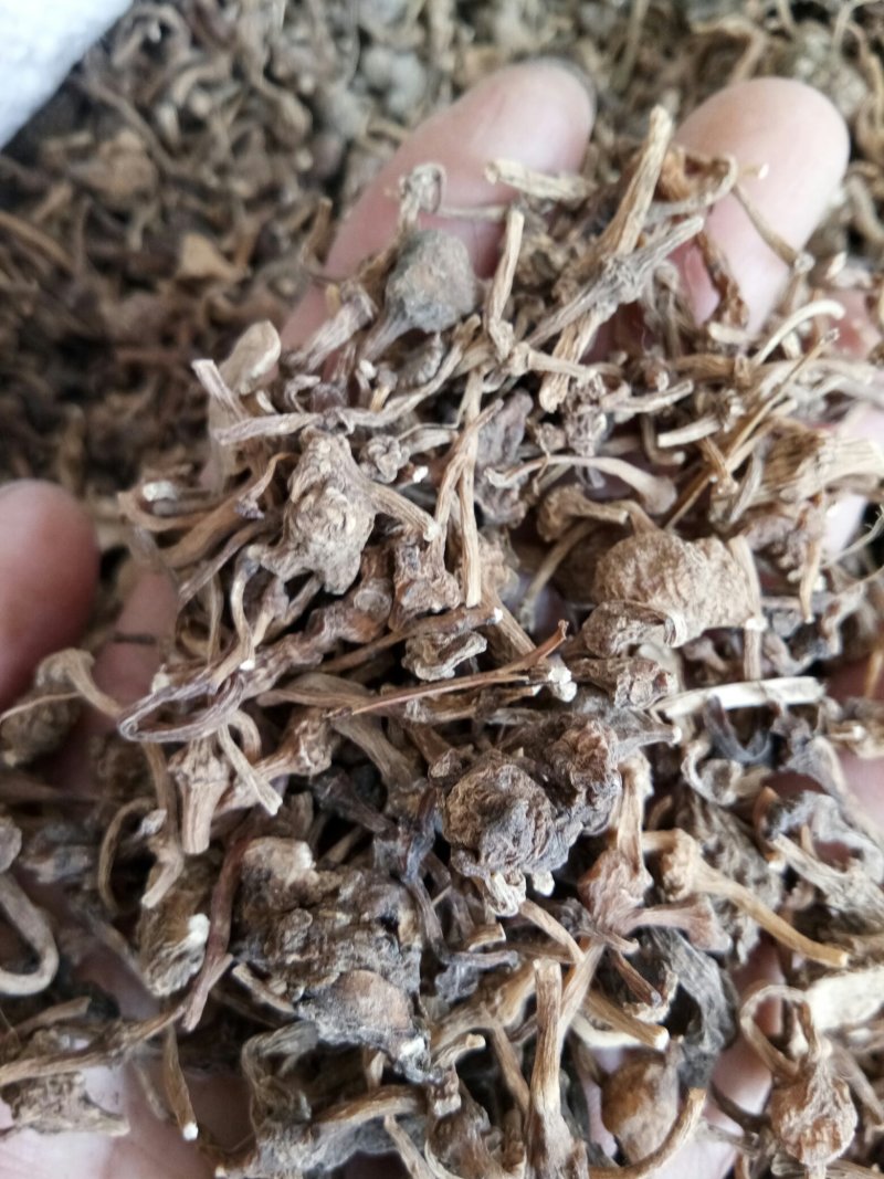 珠子参西藏特产野生无硫熏干净无杂批发零售