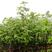 拐枣树苗万寿果苗子鸡爪梨金勾子树大小品种庭院绿化经济