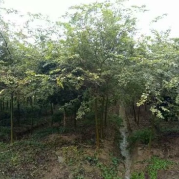 常年批发供应小叶榉价格优惠，规格有5公分，6公分，7公分