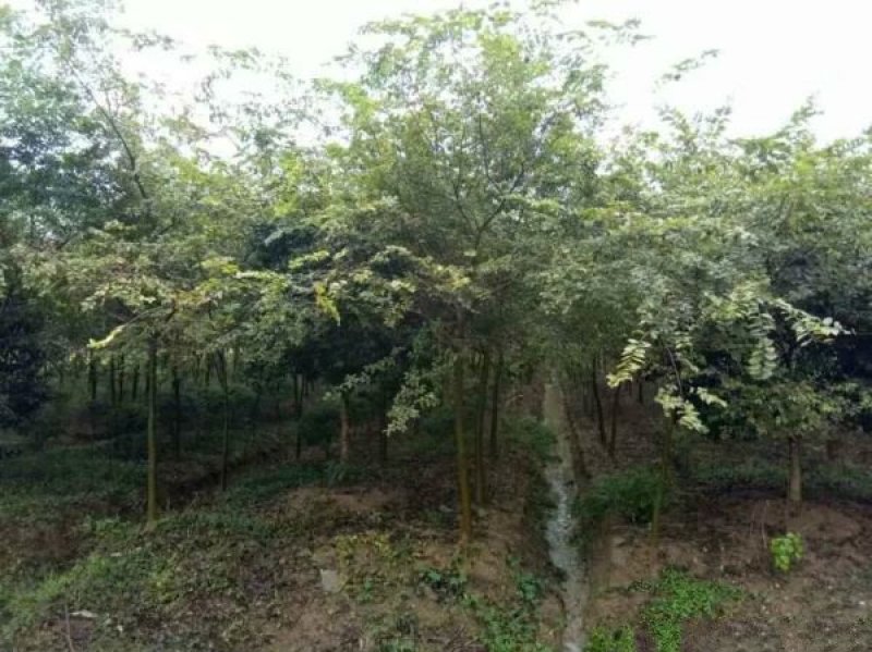 常年批发供应小叶榉价格优惠，规格有5公分，6公分，7公分