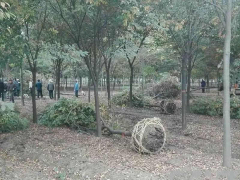 常年批发供应小叶榉价格优惠，规格有5公分，6公分，7公分