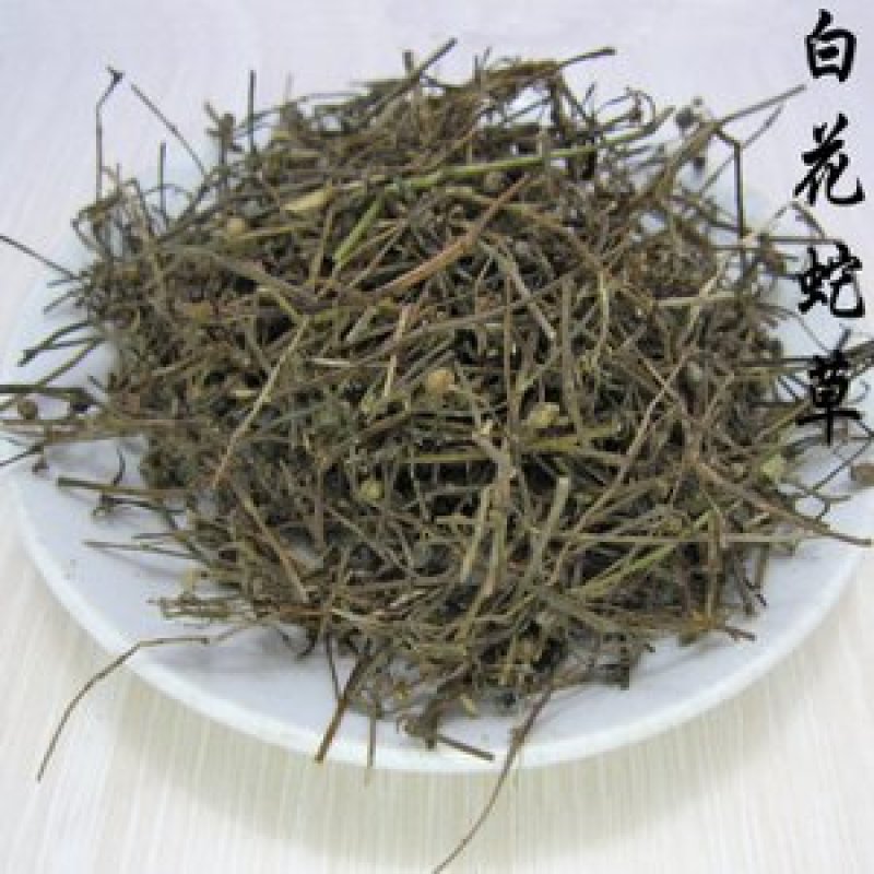 白花蛇舌草