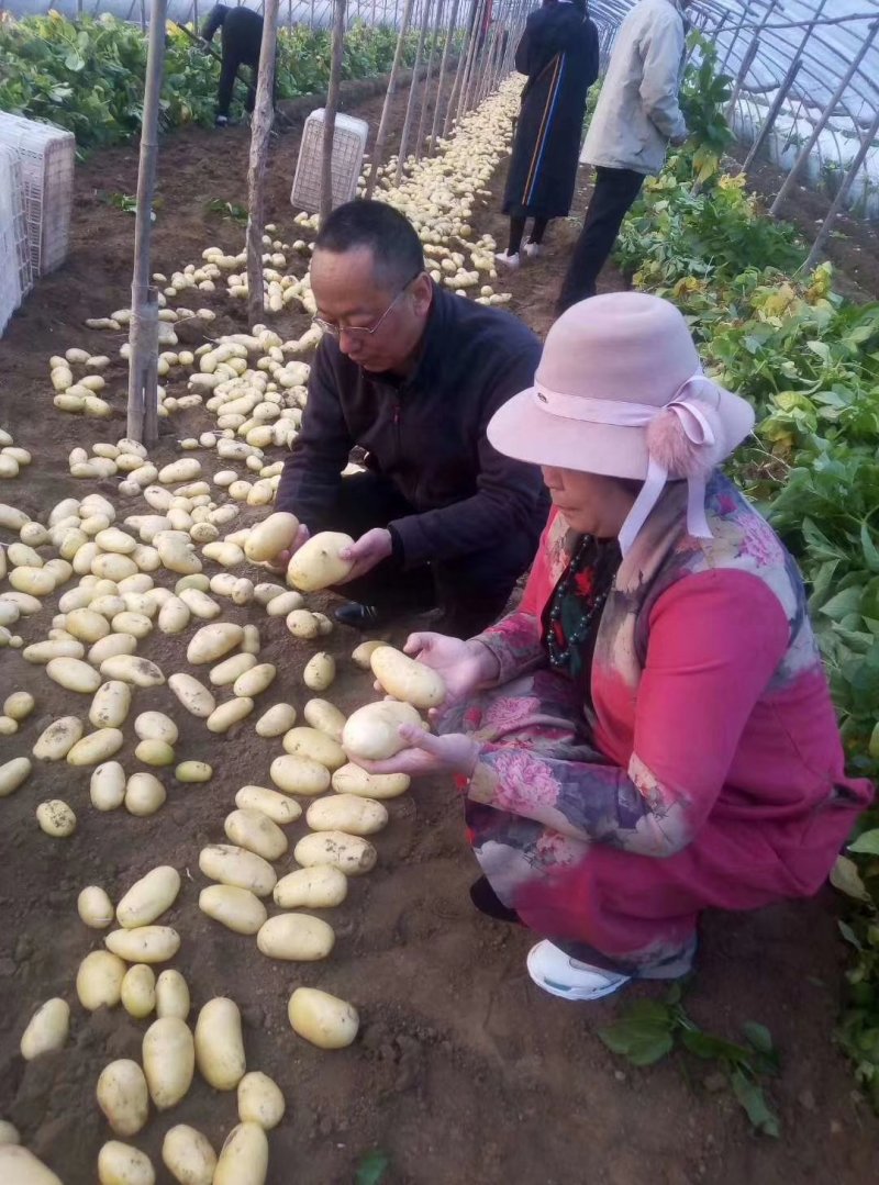 大量供应荷兰十五土豆
