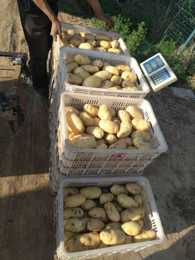 大量供应荷兰十五土豆